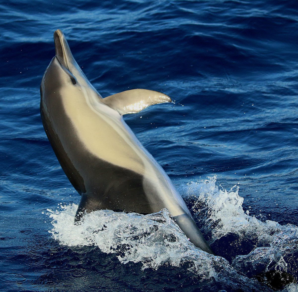 Land and sea on La Palma with <a href="/naturetrektours/">Naturetrek</a> today - best views yet of La Palma Blue Tit (C.(t.)palmensis) and fabulous pelagic with Short-finned Pilot Whales, Bottlenose and playful Common Dolphins.
