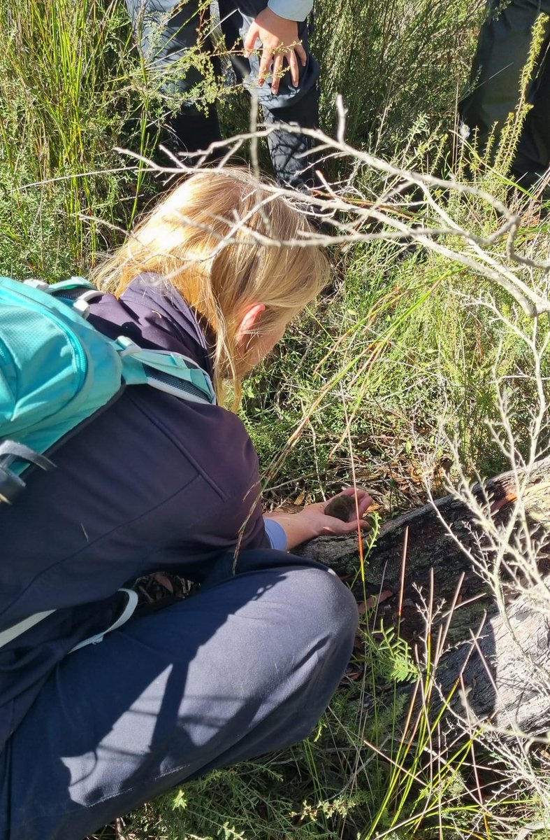 How wonderful to be out in the field monitoring Pookilas with one of our amazing Zoos Victoria Conservation Interns, Nadia! Here we are checking a beautiful Agile Antechinus before releasing him safely back home. @ZoosVictoria @DrPABurns #fieldwork