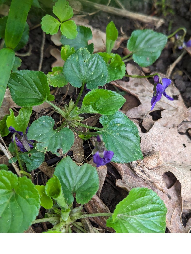 More flowers from #dkhwood. Spring is definitely springing! #se5 #camberwell #urbanwood