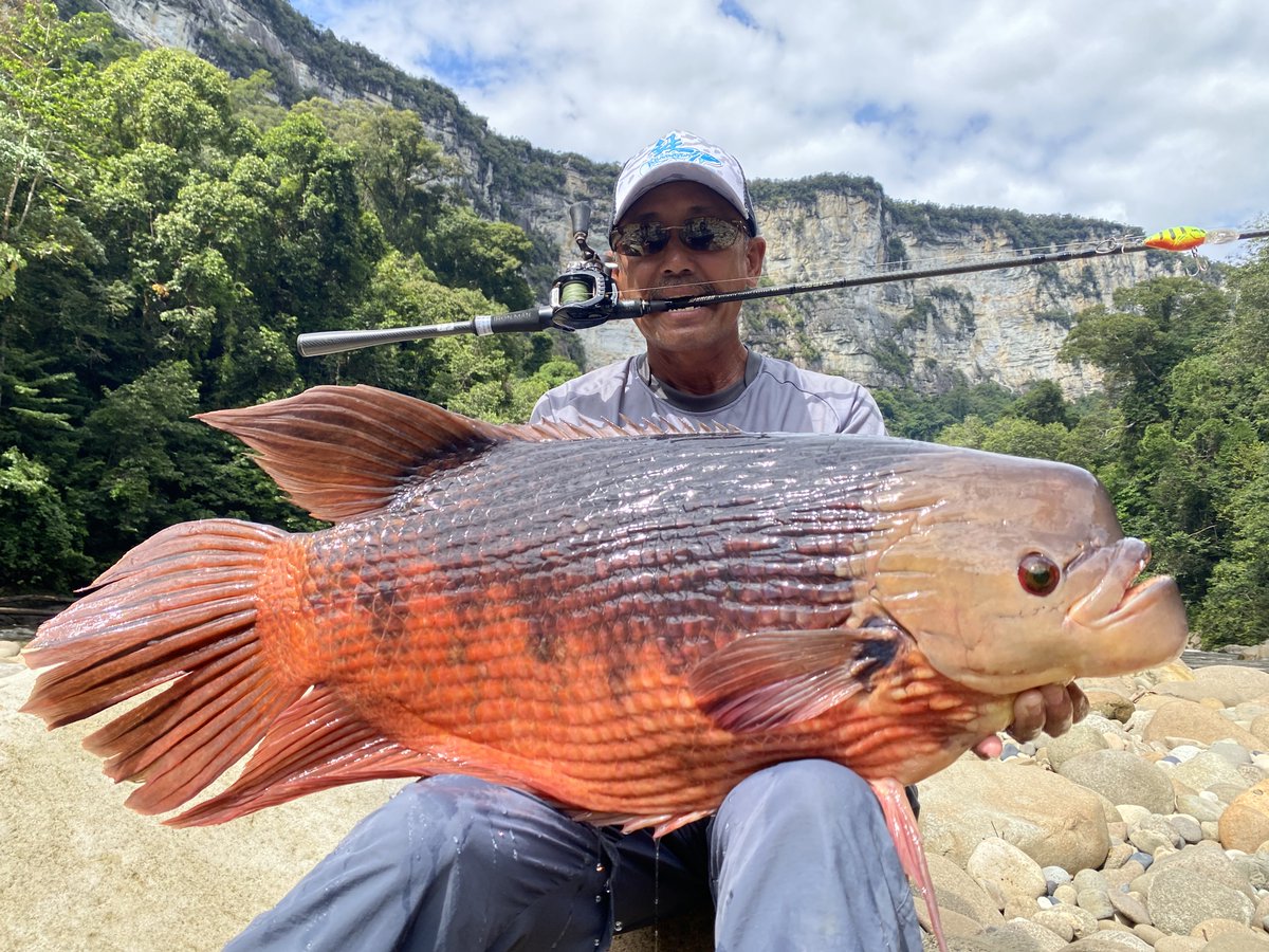 On October 22, 2023, NG Yam Pin was fishing in Putussibau, Indonesia, when he landed this beautiful 10.21-kilogram (22-pound, 8-ounce) giant Borneo gourami to set the new IGFA All-Tackle World Record for the species. After a quick fight, he weighed and released the fish safely.