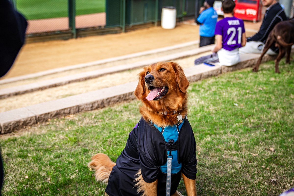 TCU_Baseball's tweet image. The dog fits are fantastic tonight 😍

#FrogballUSA | #GoFrogs