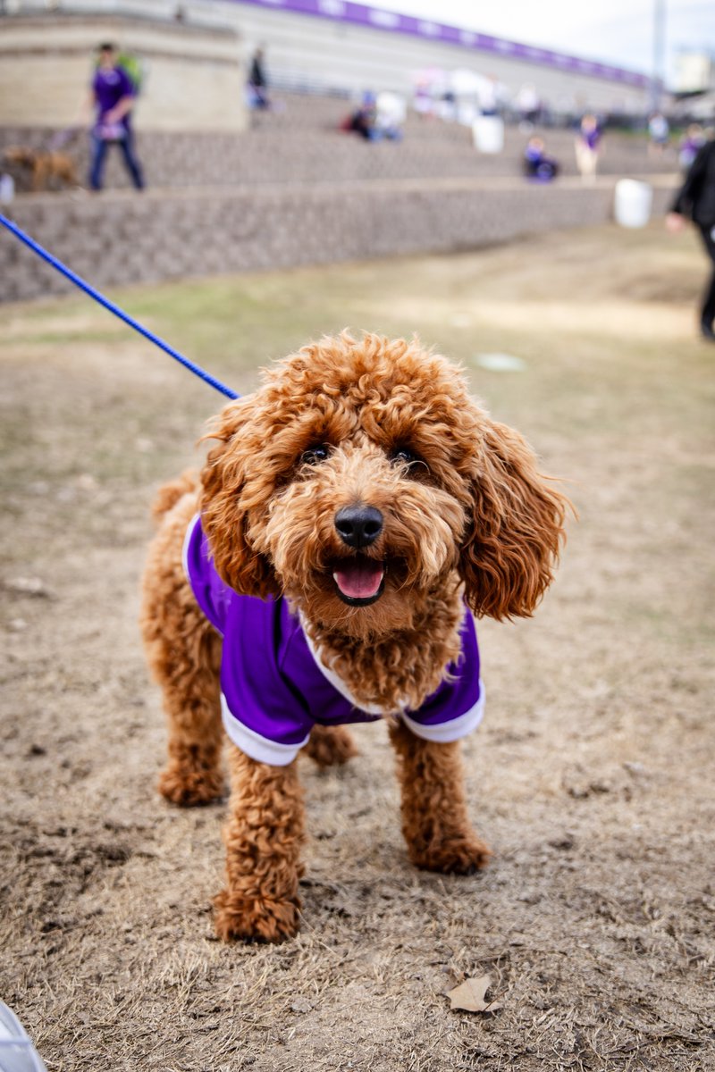 TCU_Baseball's tweet image. The dog fits are fantastic tonight 😍

#FrogballUSA | #GoFrogs