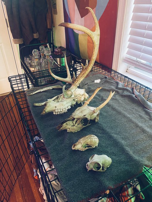 I canceled a hot date tonight and went bone collecting in my woods instead.   This is the sexual orientation<a href="/tag/bestjobever"class="tags"><span>#bestjobever</span></a><a href="/tag/prodate"class="tags"><span>#prodate</span></a><a href="/tag/ladieswholunchoneachother"class="tags"><span>#ladieswholunchoneachother</span></a>