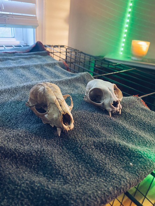 I canceled a hot date tonight and went bone collecting in my woods instead.   This is the sexual orientation<a href="/tag/bestjobever"class="tags"><span>#bestjobever</span></a><a href="/tag/prodate"class="tags"><span>#prodate</span></a><a href="/tag/ladieswholunchoneachother"class="tags"><span>#ladieswholunchoneachother</span></a>