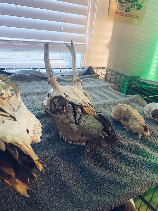 I canceled a hot date tonight and went bone collecting in my woods instead.   This is the sexual orientation<a href="/tag/bestjobever"class="tags"><span>#bestjobever</span></a><a href="/tag/prodate"class="tags"><span>#prodate</span></a><a href="/tag/ladieswholunchoneachother"class="tags"><span>#ladieswholunchoneachother</span></a>