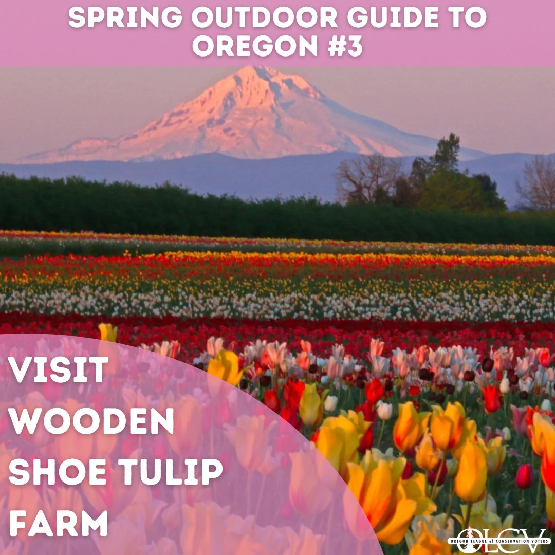 OLCV's tweet image. Happy Spring Equinox! Here’s our guide to enjoying all that the spring offers us in Oregon. What’s your favorite way to spend time outdoors in Oregon’s spring?

#exploreoregon #traveloregon #oregonoutdoors #oregonspring