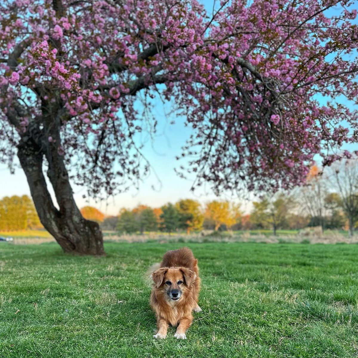 Hello Spring, Loudoun is blooming with joy! Let the sunshine in and the adventures begin ☀️💐 #LoveLoudoun Check out our new blog where we highlight all the fun events happening in Loudoun this spring: bit.ly/41eYWeK 📸: hayleys_zen_moments (IG)