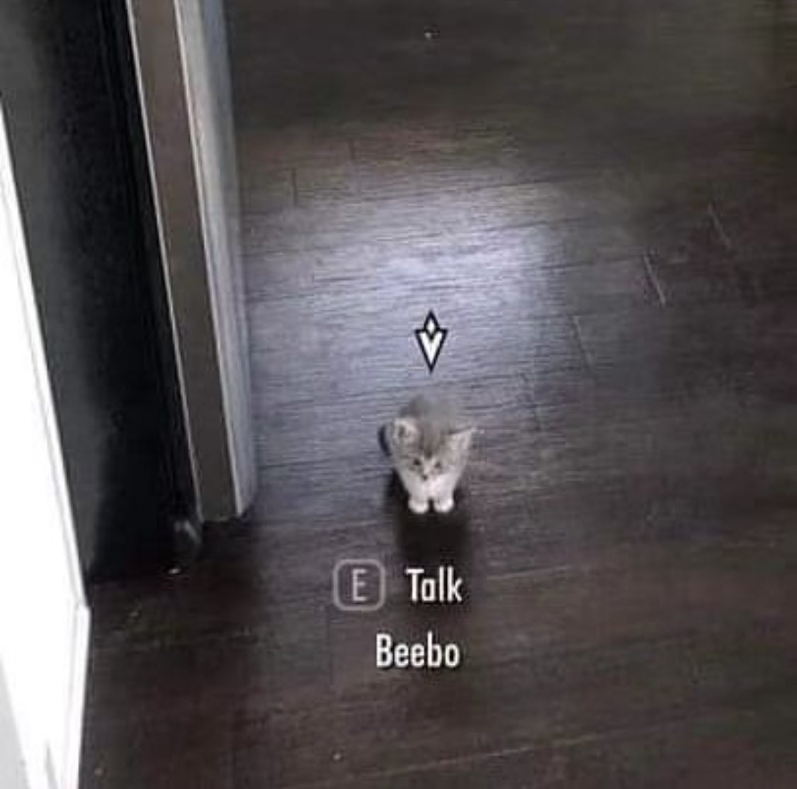 PunchingCat's tweet photo. beebo https://t.co/zFpr3riqio