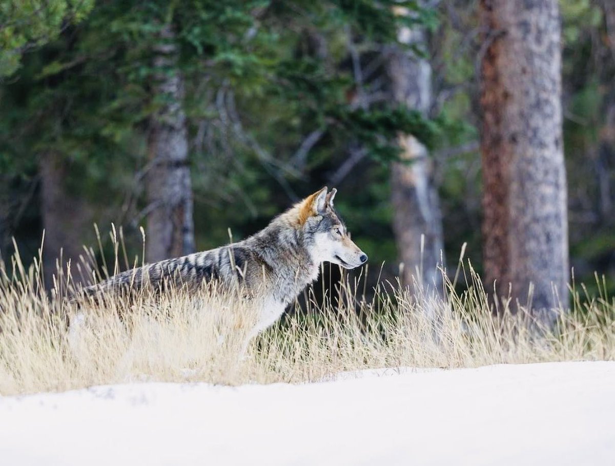 Movies_Wolves76's tweet image. #RelistWolves #RelistWolvesNow #ImportantPredators #CoExist #EndTheSlaughter #ProtectOurWildlife RelistWolves.org 🐺🐺