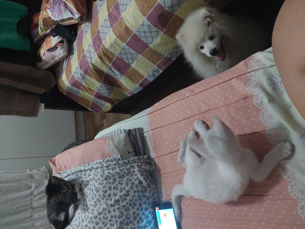 mavhickim's tweet photo. yoongi, yoonji and cotton in one frame, finally! https://t.co/Huzsl799tv