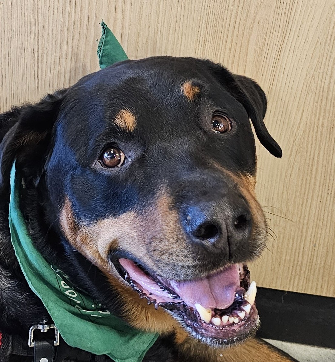 servicerotties's tweet photo. Great news! Our wheelchair comes home tomorrow!!!
Thank Dogness cuz tomorrow there's an appointment and it's going to snow tonight. There's no guarantee of a wheelchair getting to the bus stops. 
Usually Tuesdays there's a class but we already canceled so we're gonna make bisonballs for the dog show and start getting everything packed. 
Now I can focus on getting ready.

#DogsOfX #XDogs #KunosBigAdventure