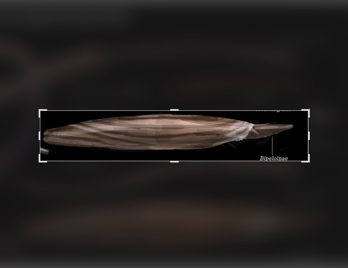 #bivalvopia circa 75 millions post introduction of mussels 
Heaviest  of the shell-less bivalves bipeloinae and related families ,are omnivores of the sea floor,at this point in time they thrive in big numbers,leathery skin and vast amounts of mucus discourages predators …..🧵