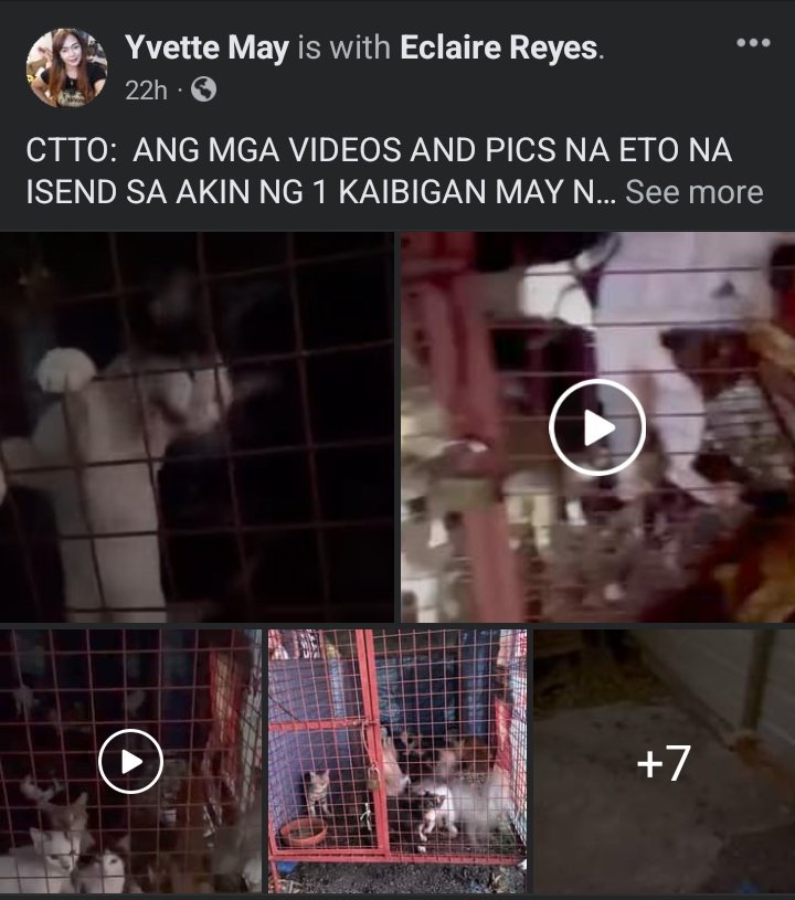Caramellll_20's tweet photo. DON'T FORGET THE CATS WHO WERE STARVED TO DEATH IN A POUND IN DASMARIÑAS
#justiceforthecatsinDasmariñas
#JusticeforKilua #justiceforerika #StopAnimalCruelty https://t.co/G0pbAUlOgG