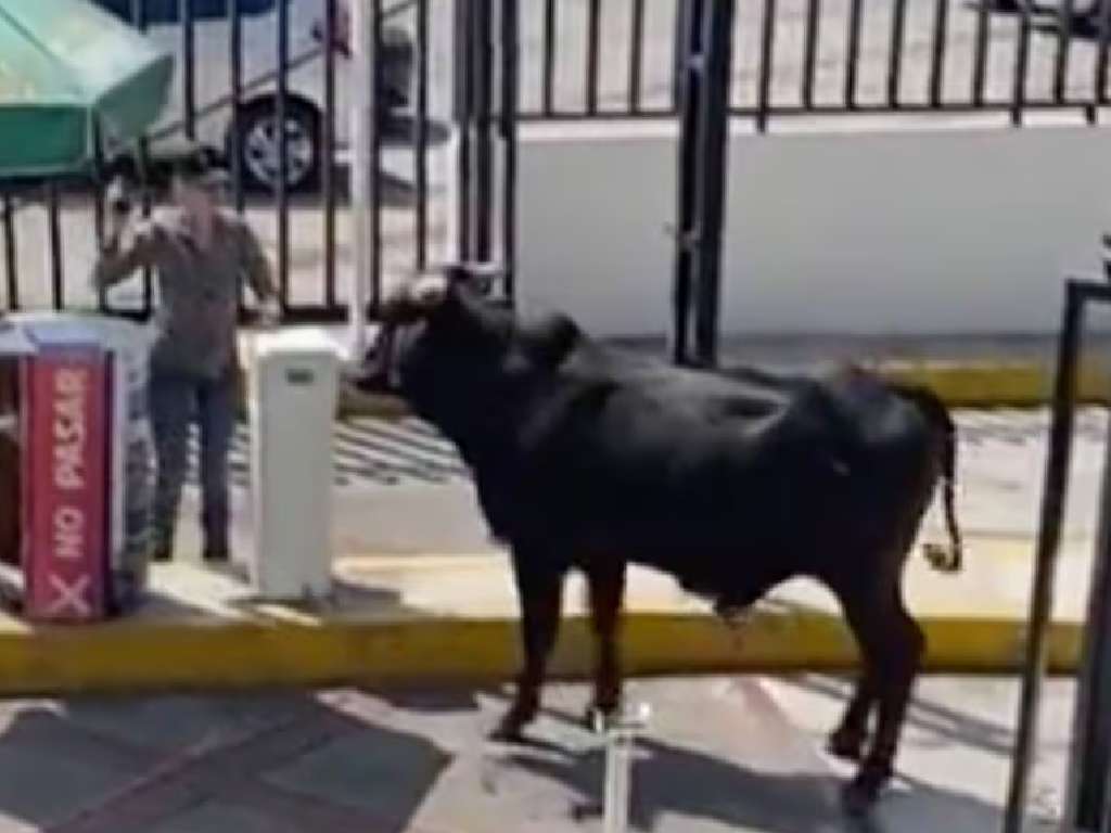 Dua Lipa en CU, gente persiguiendo a un lobo que se escapó y un Toro en La Salle. I ♥️ CDMX 

P.D. Saquen el intro de Malcom in the Middle pf