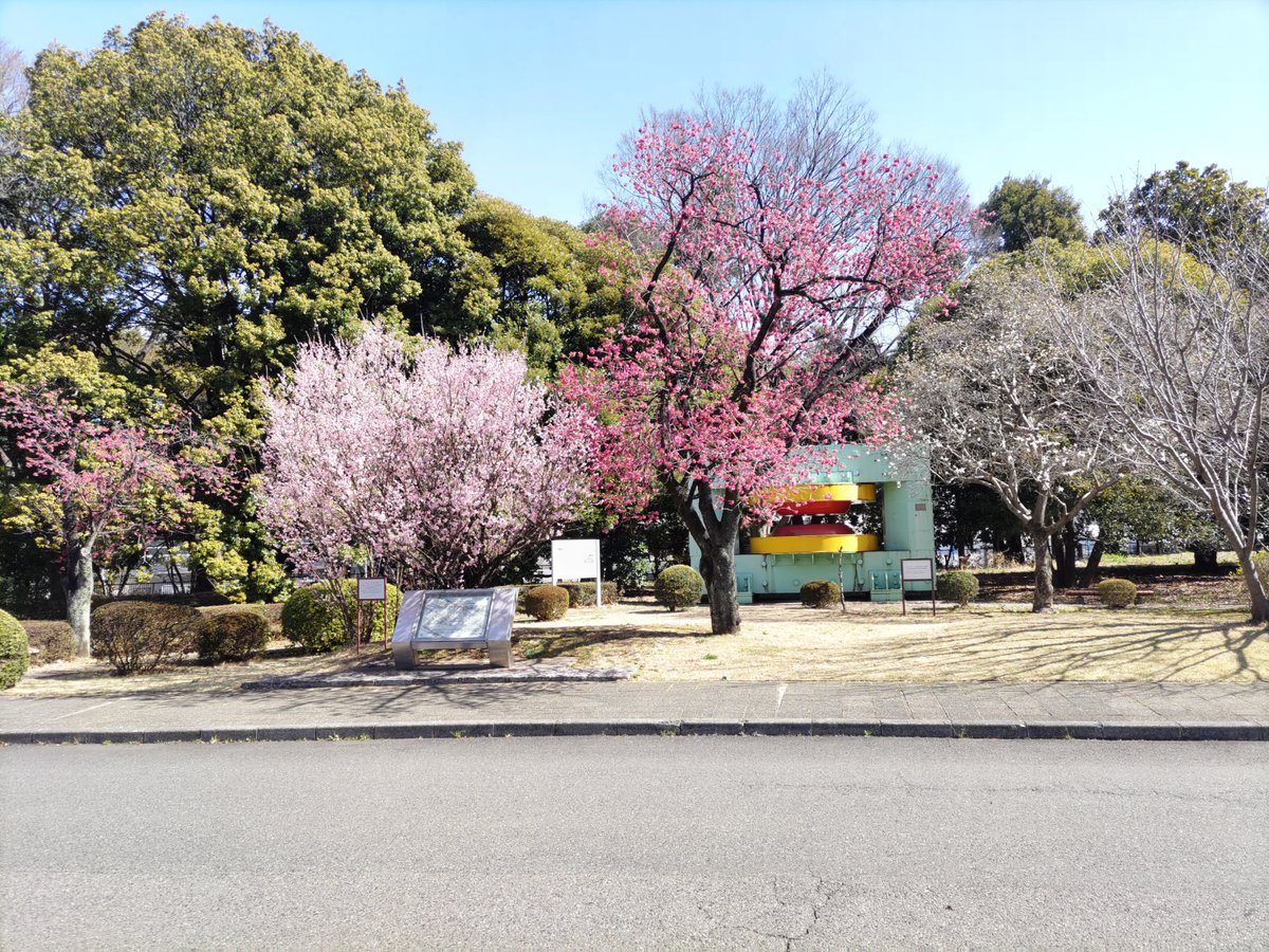 ソメイヨシノはまだですが、理研が創った仁科乙女は先週末から満開。その右にある、より赤いのは寒緋桜、ちなみに正面の構造物は1967年に建設した4号サイクロトロンの電磁石部分です。
なお、今年は３月30日（土）に理研和光地区構内で桜の一般開放（13時～16時：入場は15時半まで）を行う予定です。