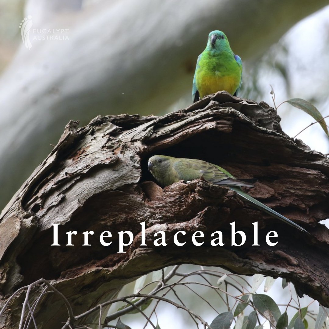 We are squandering centuries of irreplaceable value in an effort to allay fears based in myth and media beat-up, but we can live with big, old gum trees!

Read the article to learn more: theconversation.com/large-old-tree…
<a href="/DrJ_Thompson/">Jason Thompson</a>  <a href="/GibbonsPhilip/">Philip Gibbons</a> @unimelb @ouranu @scimelb #urbanforest