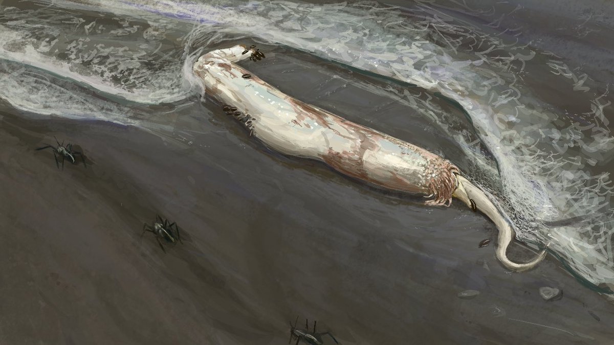 #bivalvopia But the extreme ends of the lineage are in decline,dependent of the warm currents to reproduce and survive,these giants are a rare sight at 100 millions , averaging 80 cms. They are a feast to snail like bivalves and bald bumblebees (staple decomposers at the shores)