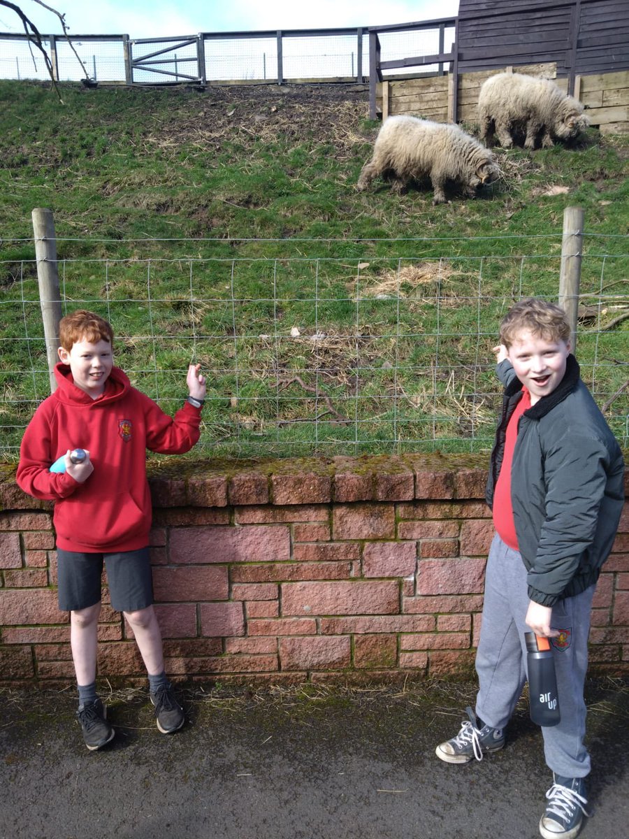 MidCalder_PS's tweet photo. So proud of our amazing P6 and P7 pupils who attend the final of the @fivesisterszoo competition. They pitched their enrichment and explained why it should be made. They even got to see their animals. #PupilVoice #Enrichment @WlhwbChamps #MCPSP67 #MCPSP7 🐑 🦁 https://t.co/t7WmQ6E8u3