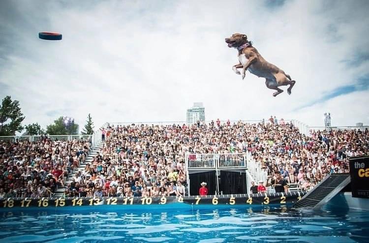CanineStars's tweet photo. Whoopie Pie at the Calgary Stampede! 🇨🇦

Who has seen her perform one of her famous Belly Flops or Canon Balls?! 💦

📸: @thesupercolliesmom
@calgarystampede #CalgaryStampede #PittyLove #Pitbull #RescueDog #CanineStars #CanadaDog #StampedeFun https://t.co/FIcqyGMczF
