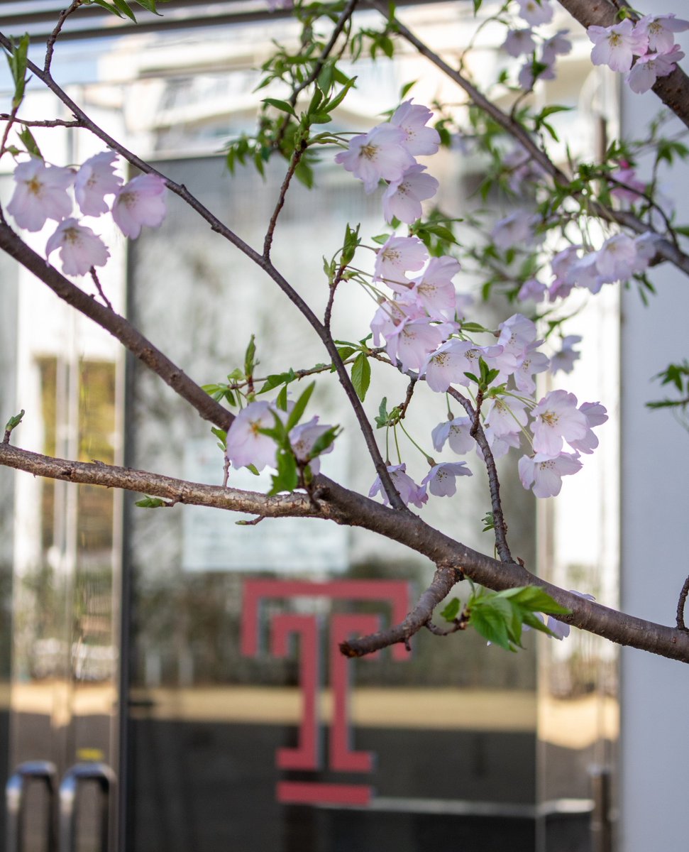 今日は春分の日です！ 日本では今日が春の始まりとされており、今年東京では3月26日から4月3日まで桜の開花が予想されています。 桜が満開になった時期のTUJキャンパスの様子をお楽しみください。🌸