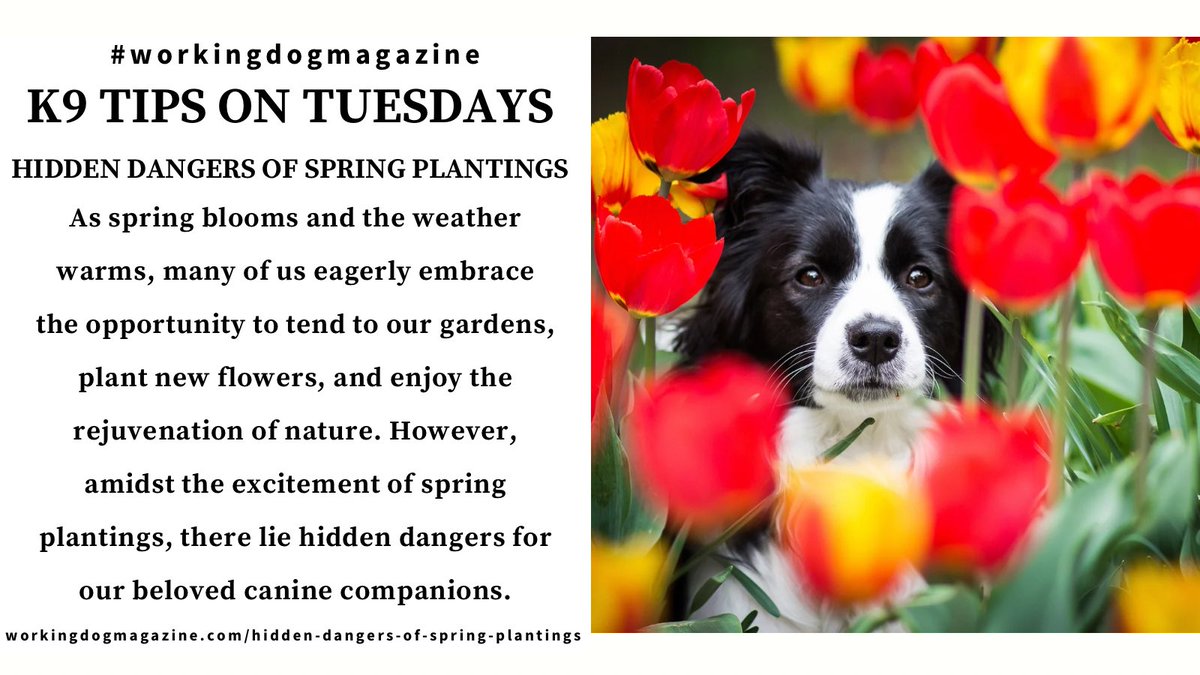 HAPPY SPRING! ⁣ @workingdogmag K9 Tips on Tuesdays: Hidden Dangers of Spring Plantings ⁣⁣⁣⁣⁣⁣⁣⁣⁣ Full article: workingdogmagazine.com/hidden-dangers… ⁣⁣⁣⁣⁣⁣⁣⁣⁣ you deserve a trusted source ⁣⁣ #thinlinemedia #workingdogmagazine #wdtc #dogpeople