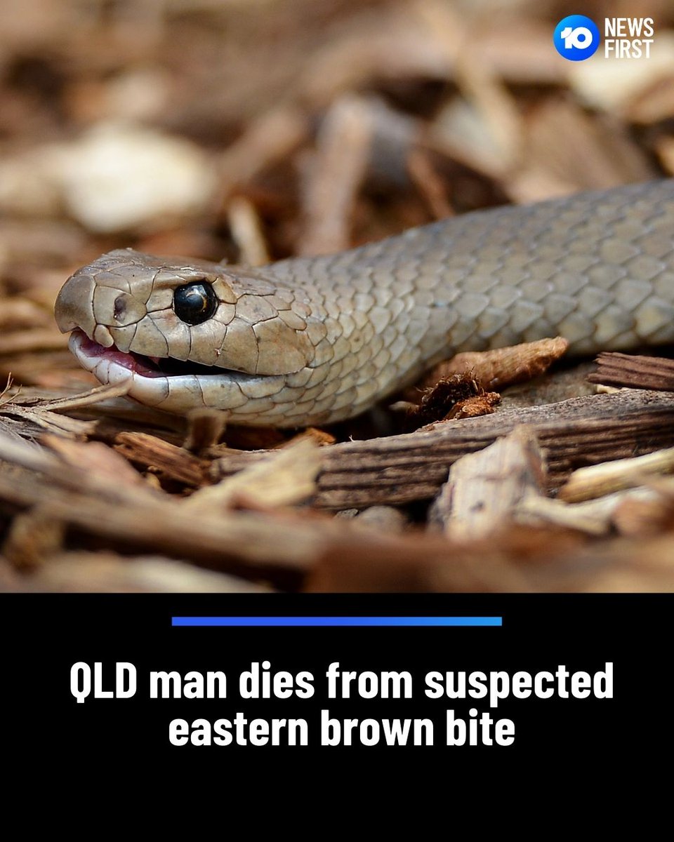 A North Queensland man has died overnight, after being bitten by what is believed to be an eastern brown snake.

@QldAmbulance attended the Deeragun property at 3:24pm on Tuesday and transported the man to Townsville Hospital in critical condition, where he later died.

Eastern