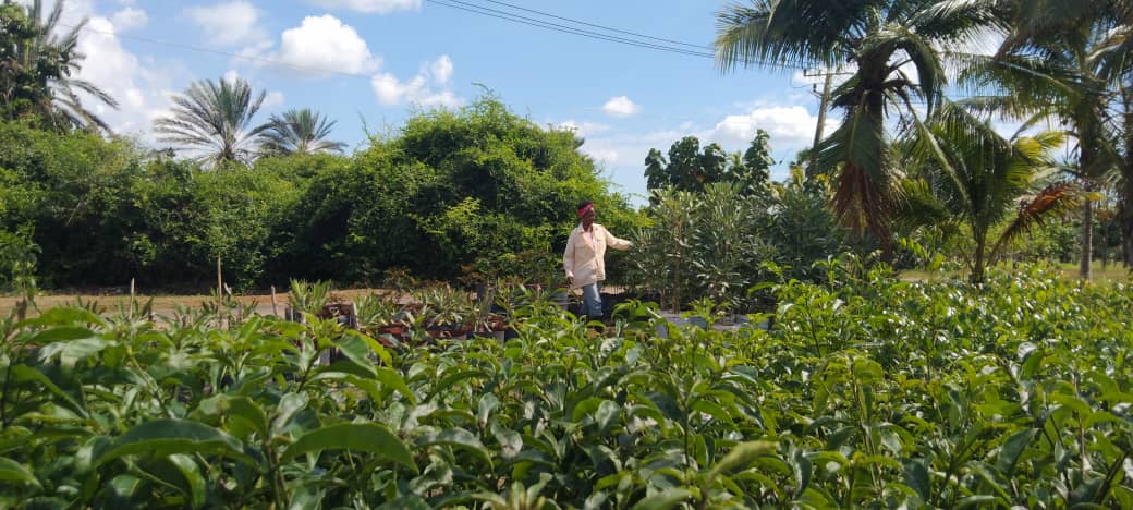 iEn el kilómetro cero del Jardín Botánico Nacional cultivan su pedacito!. Más de 7mil libras de 16 variedades producidas en el 2024. Abastecen restaurantes del JBN, comedor obrero, y venden a trabajadores y a dos MIPYMES estatales. #CubaEnPaz #Cuba #CDRCuba #CultivaTuPedacito