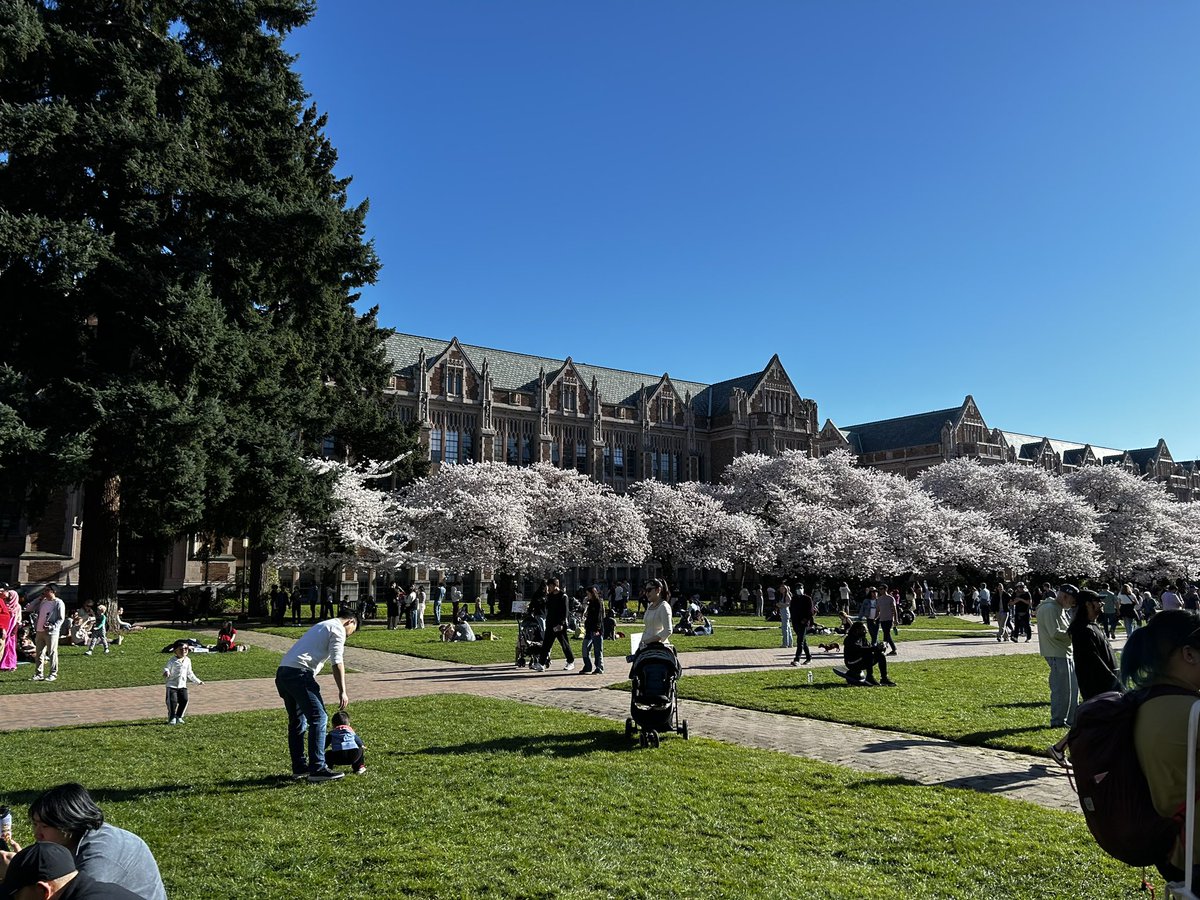 Getting to see the cherry blossoms on the @UW campus is definitely a cool perk of this job.
