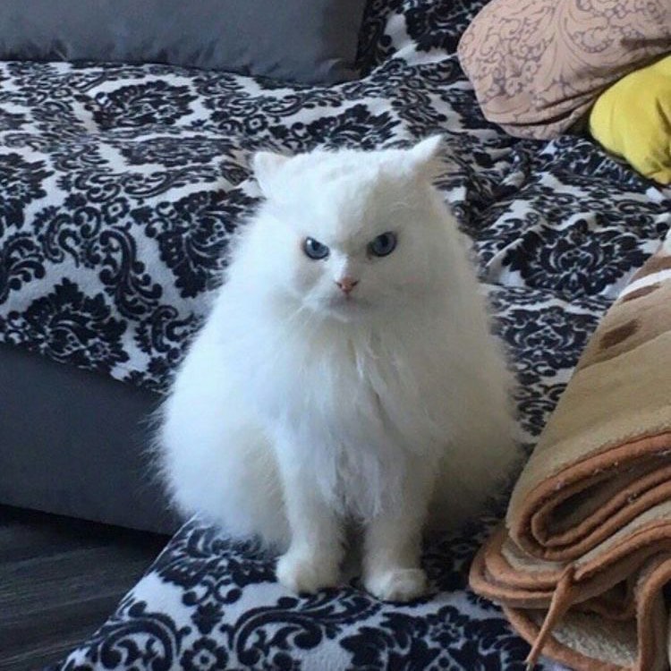 PunchingCat's tweet image. 😡