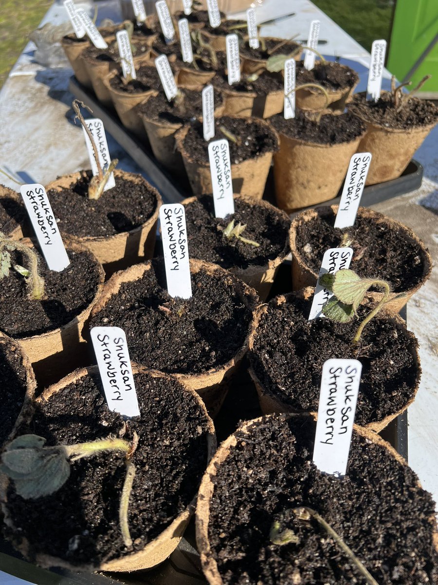 mitch_hinrichs's tweet photo. Potting up strawberries for retail 🍓 https://t.co/thJdChIGz3