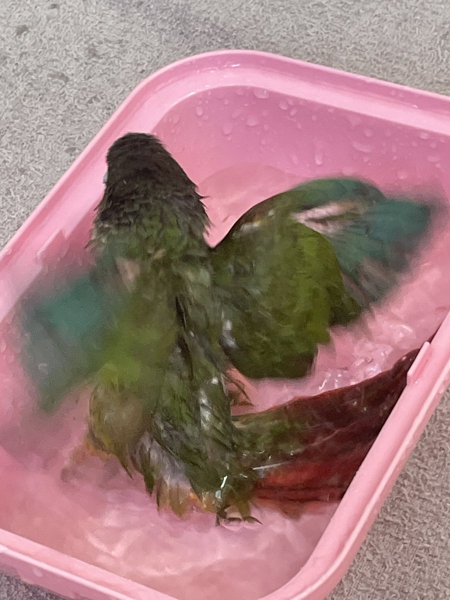 びしょびしょ福ちゃん

#ウロコインコ
 #インコ