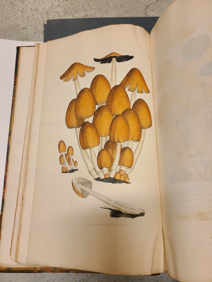 According to the website Bay Nature in 2023, the California golden chanterelle, native to California and Baja, became the first state mushroom! Here is a lovely mushroom from circa 1797, engraved by Botanical artist James Sowerby 1757-1822. #mushrooms #California #libaries
