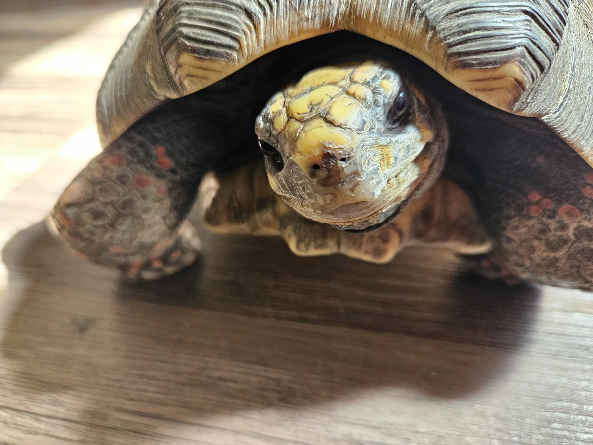 Icepickun's tweet image. Suddenly Springtime! And the critters are lively!