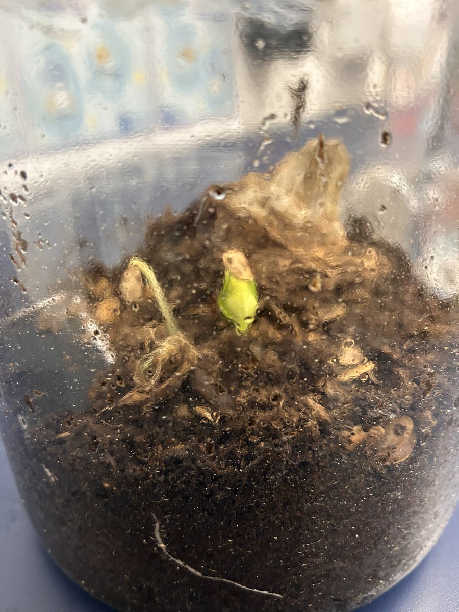 After months of patiently watching it rot and change, our pumpkin from our science experiment that we started in October has finally started to sprout 🌱🎉 So excited to continue to watch it grow and change.