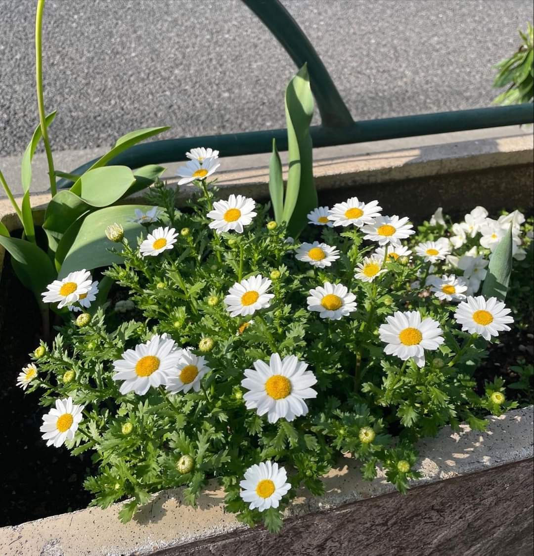 sunflow23002724's tweet image. ขอให้ตัวเอง เติบโตไปไร้ซึ่งความเจ็บปวด.🌻❤️‍🩹