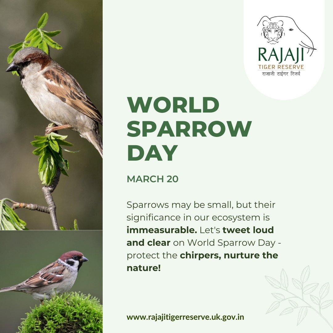 Sparrows may be small, but their significance in our ecosystem is immeasurable. Let's tweet loud and clear on World Sparrow Day-protect the chirpers, nurture the nature! #rajajitigerreserve