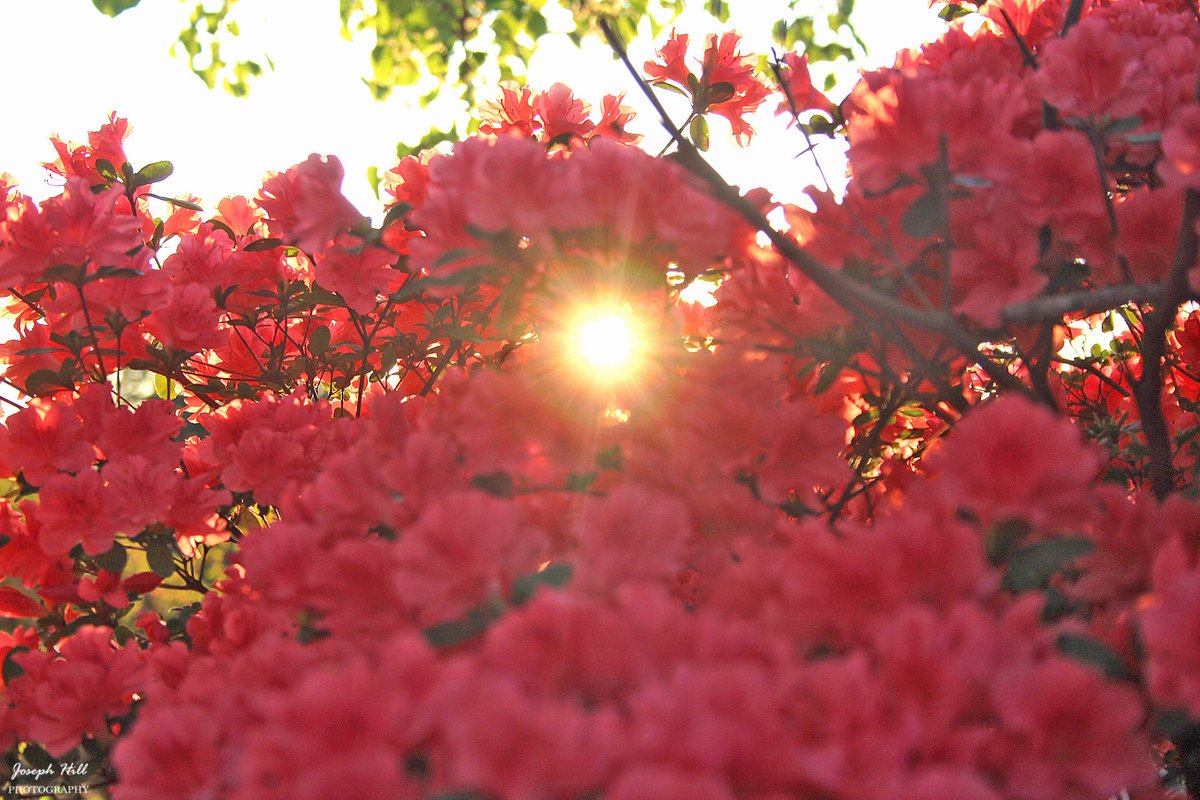 Spring Sunset☀️🌺
#March2024
Photo By: Joseph Hill🙂📸☀️🌺

#springsunset☀️🌺 #FirstDayofSpring🌺 
#sunset #bright #evening #sunlight 
#azaleas🌺 #flowers #beautiful #colorful
#peaceful #nature #Spring🌺 #SpringVibes 
#SouthernPinesNC #March