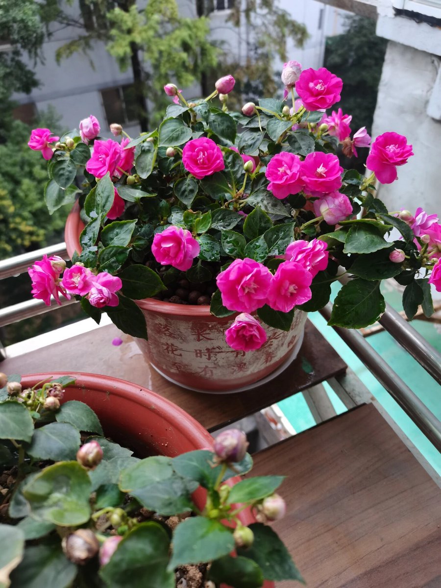 花好きの皆さんご覧になればと思います