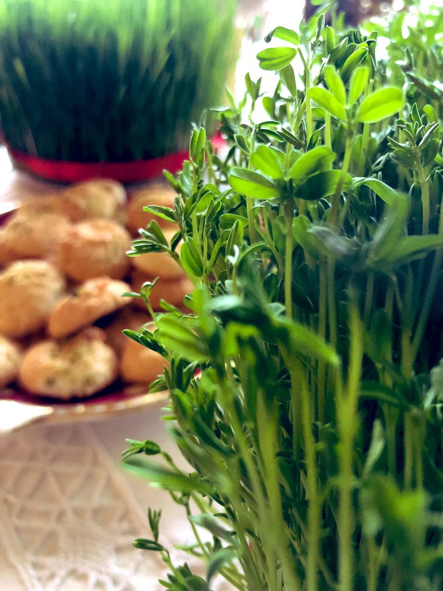 Spring has sprung, happy Persian New Year 

#Nowruz 
#Spring2024