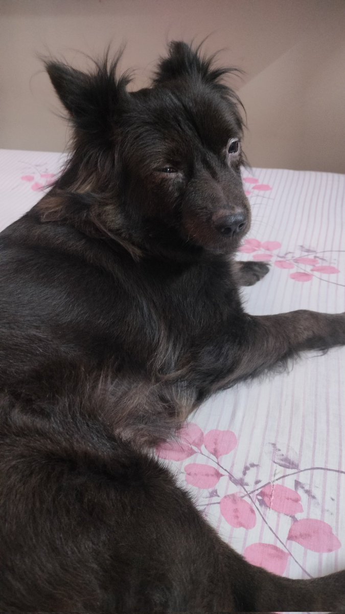 UpasonaB's tweet image. She sleeps and I work. That's how we roll. 

#dogmom #lifewithadog