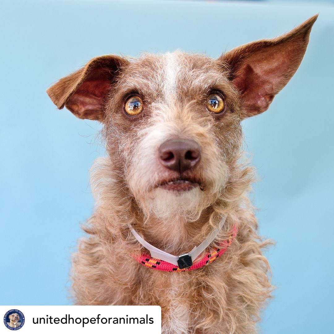 TomJumboGrumbo's tweet photo. Twelve pounds of adorable, little Jimena was surrendered by her family to Baldwin Park CA. She's nervous and scared, but well behaved, and she shares her kennel with other dogs with no problems. Described as "a little darling", she needs to be seen to be saved. Please repost and pledge if you're able, let's find Jimena her forever family!
#A5610424
https://t.co/kjWCsdPwTB
https://t.co/47XRmSNBRo