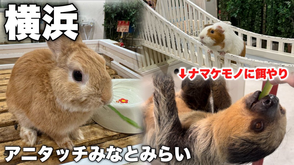 散歩ch更新！
1年ぶりくらいにウサギ飼いたいシーズン到来しました。

『【Vlog】横浜に20種類以上の動物と触れ合える場所があるらしいから行ってみたら天国でした in アニタッチみなとみらい 』
動画はこちら→youtu.be/4i0k1C1pNd0?si…