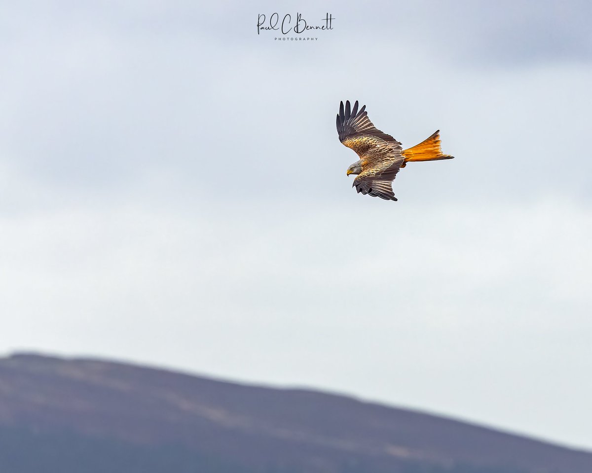 Red Kite over the Goyt Valley here in the glorious Peak District.