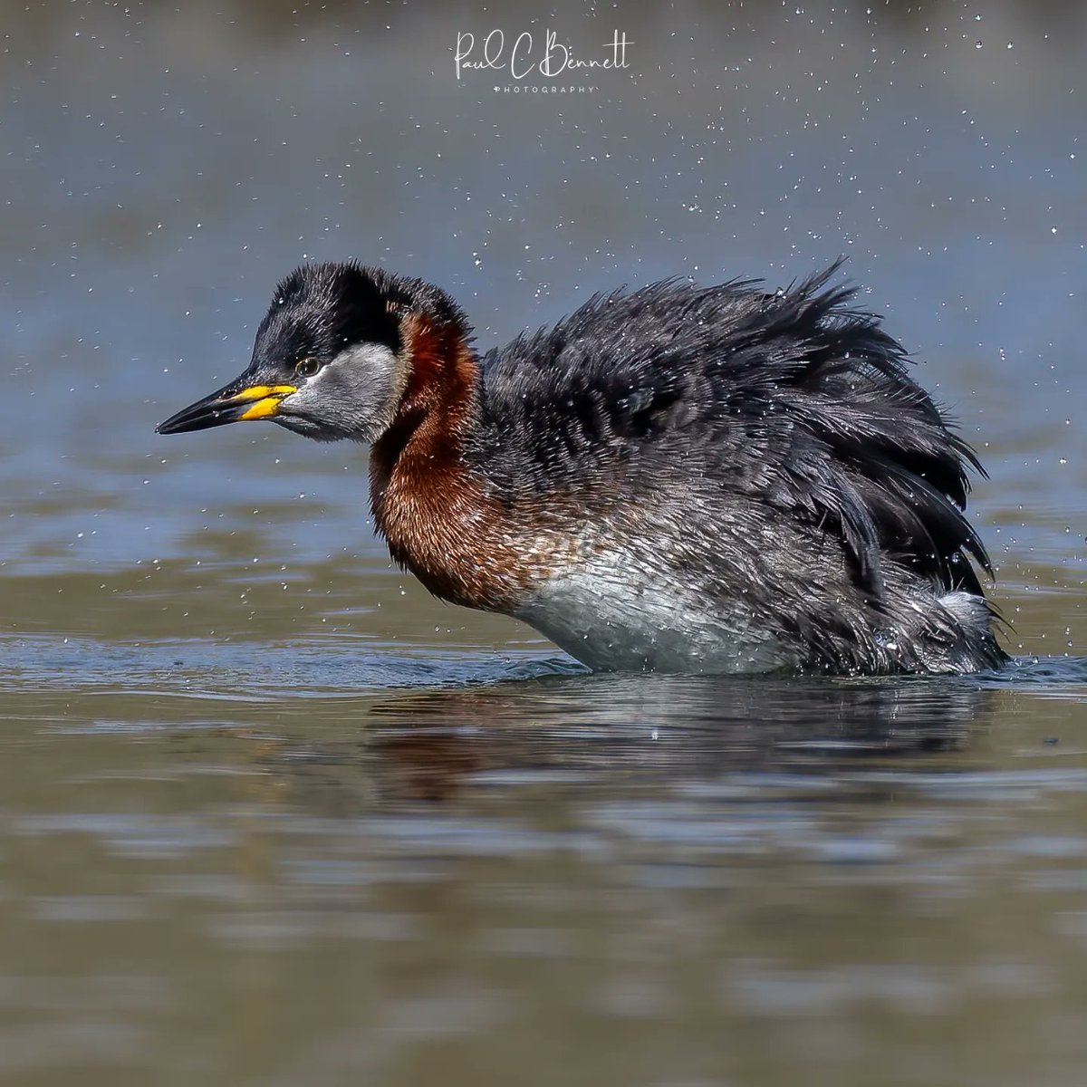 Red Necked Grebe shake off !!!
