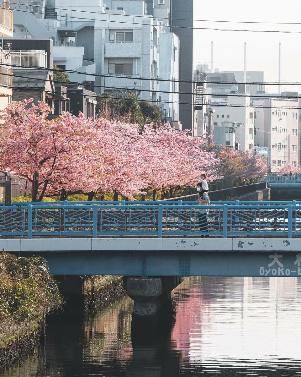 Un paese che fa dell'Equinozio di Primavera un Giorno di Vacanza Nazionale è un luogo del cuore per me. Ogni anno così. Oggi in Giappone lo è, 春分の日 shunbun no hi. 📷 Hiro Goto