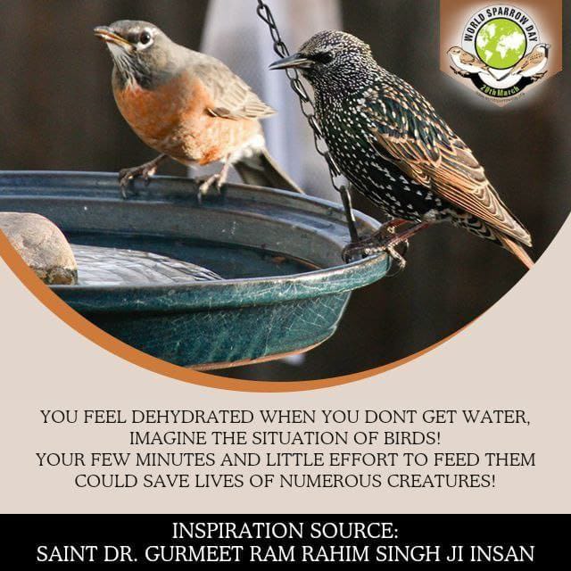 Let us, with the holy inspirations of Saint MSG Insan Dera Sacha Sauda, ​​serve these tiny creatures by keeping grains and water on our rooftops, balconies, parks or necessary places, which will save the lives of many birds. #WorldSparrowDay #WorldSparrowDay2024