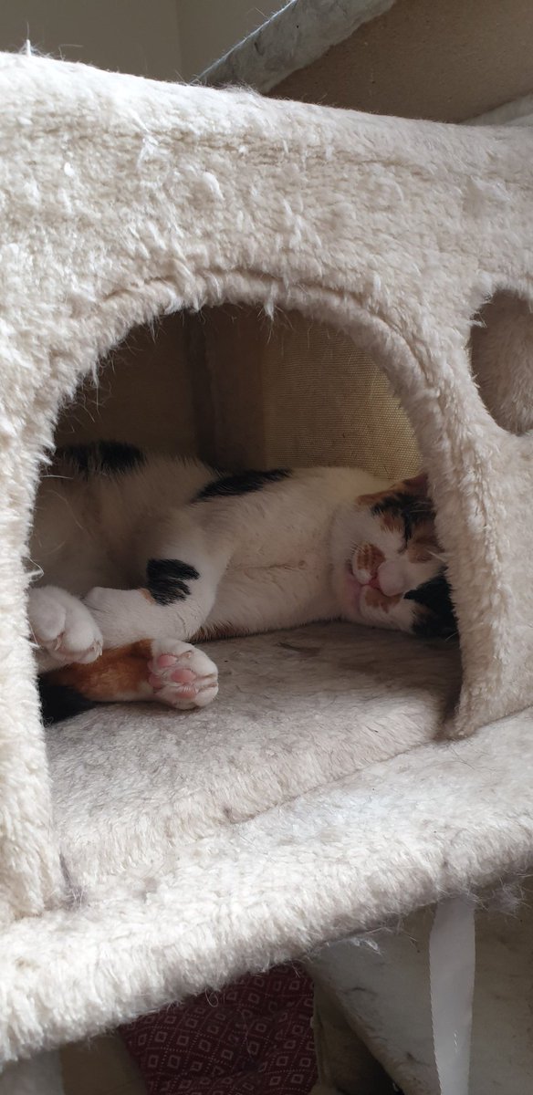 Pirate🐈 tweet media