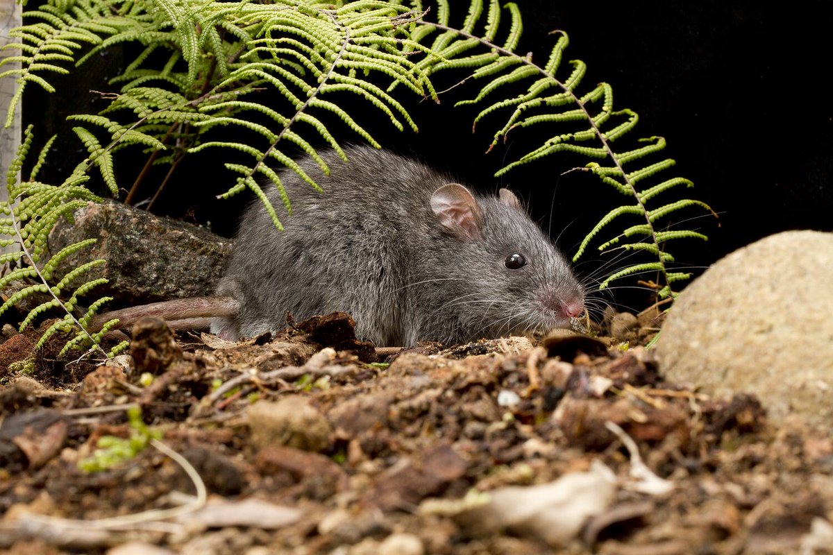 Next up for #WildlifeWednesday is the endangered Smoky Mouse (Pseudomys fumeus). This 30-86g mouse, found in the south-east of mainland Australia, nests in family groups in burrows. Major threats include habitat loss and feral predators. Pic: David Paul/Museums Victoria.