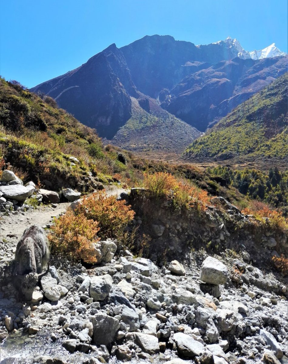National Parks🇳🇵
Langtang National Park! 🌿 

 #LangtangNationalPark #HimalayanEscape

📷natureloverstreksandtours