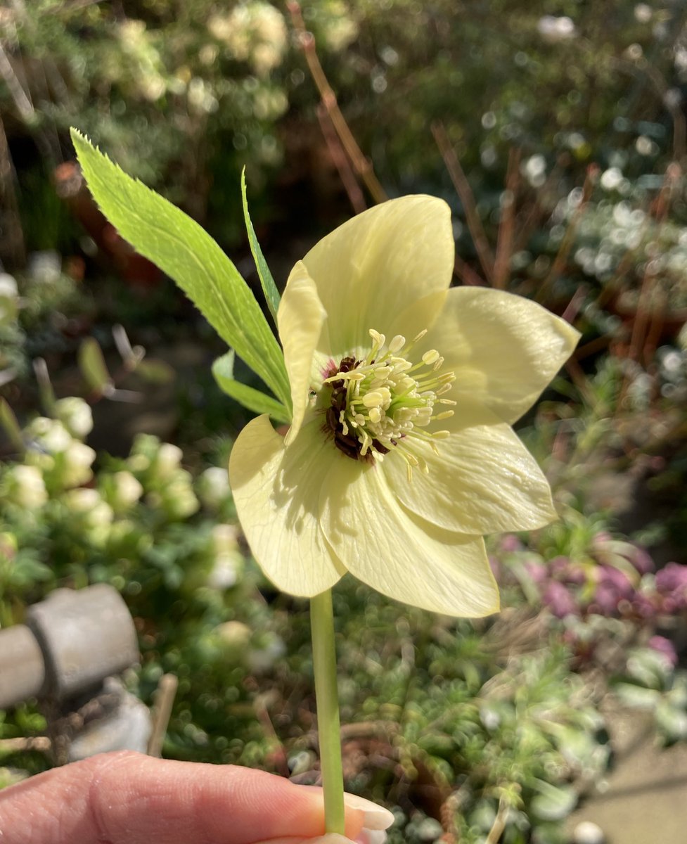 The last of my hellebores for #RoseWednesday… Harvington Yellow with Dark Eye 👁️